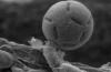 subject child thumbnail