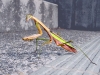 subject child thumbnail